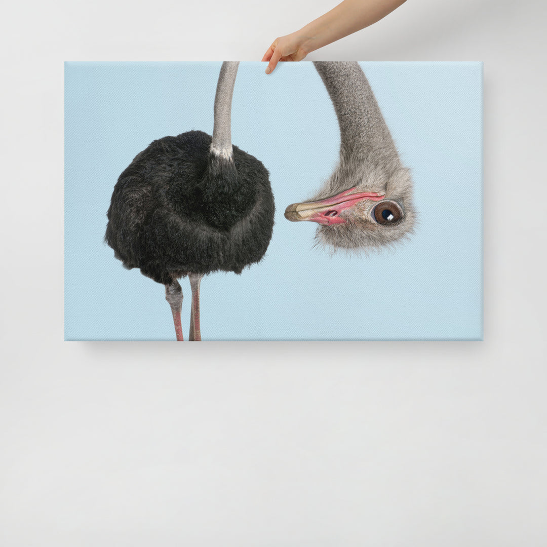 A Playful Ostrich Peek - Canvas Wall Art