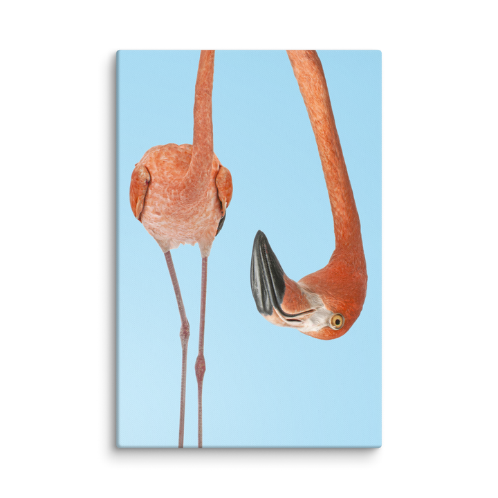 A Twist of Flamingo Curiosity - Canvas Wall Art