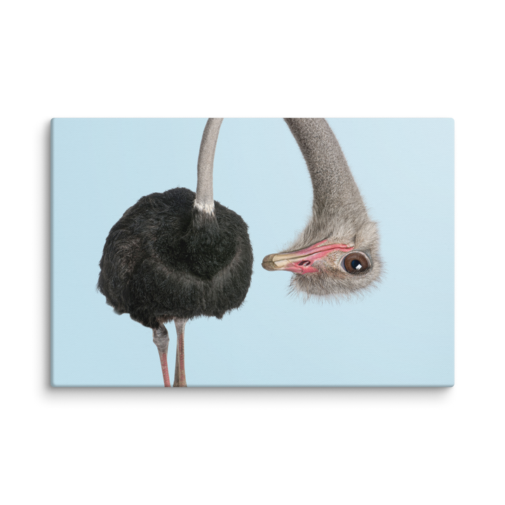 A Playful Ostrich Peek - Canvas Wall Art