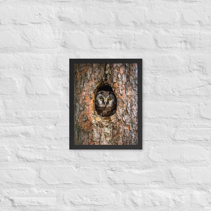 Woodland Hideaway - Owl Peering from the Tree - Framed Print