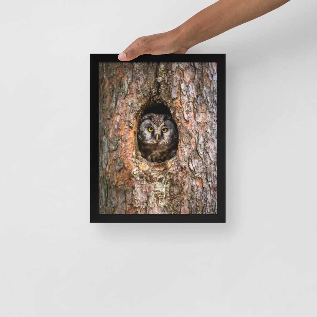 Woodland Hideaway - Owl Peering from the Tree - Framed Print