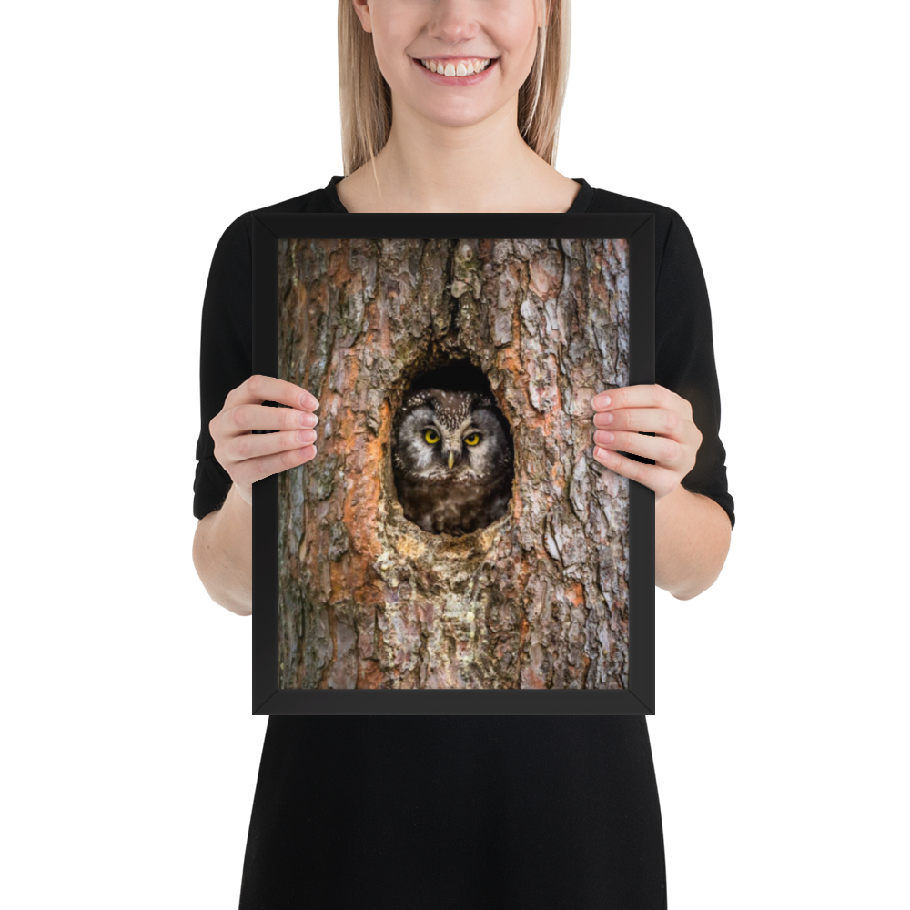 Woodland Hideaway - Owl Peering from the Tree - Framed Print