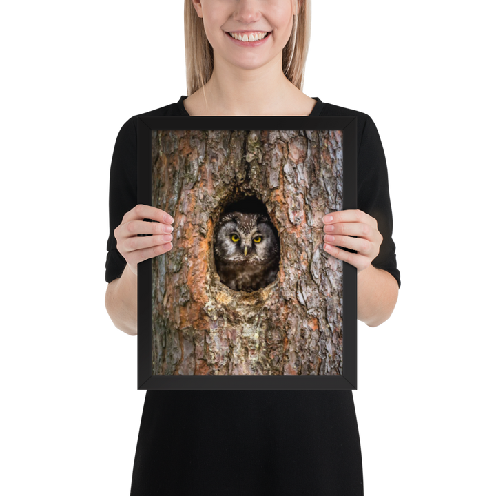 Woodland Hideaway - Owl Peering from the Tree - Framed Print