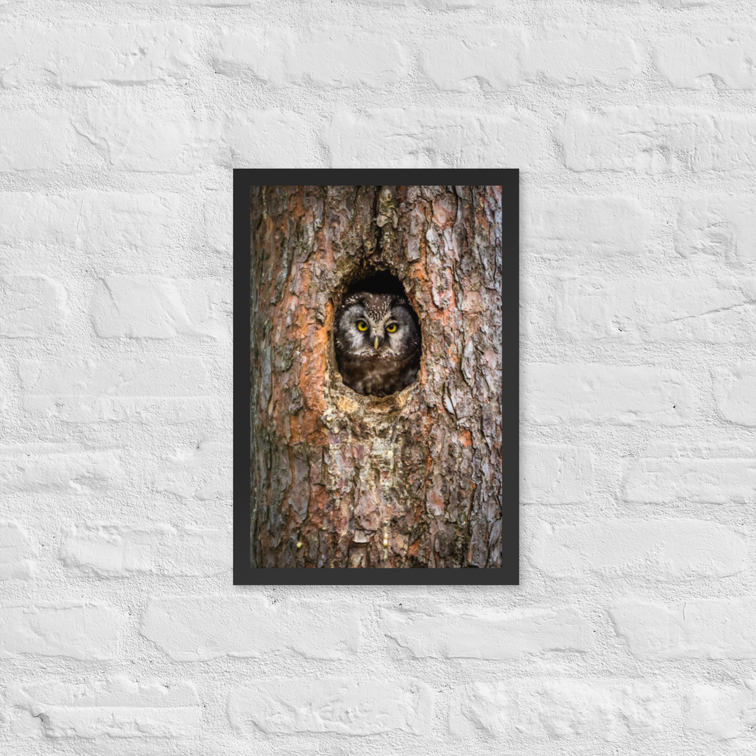 Woodland Hideaway - Owl Peering from the Tree - Framed Print