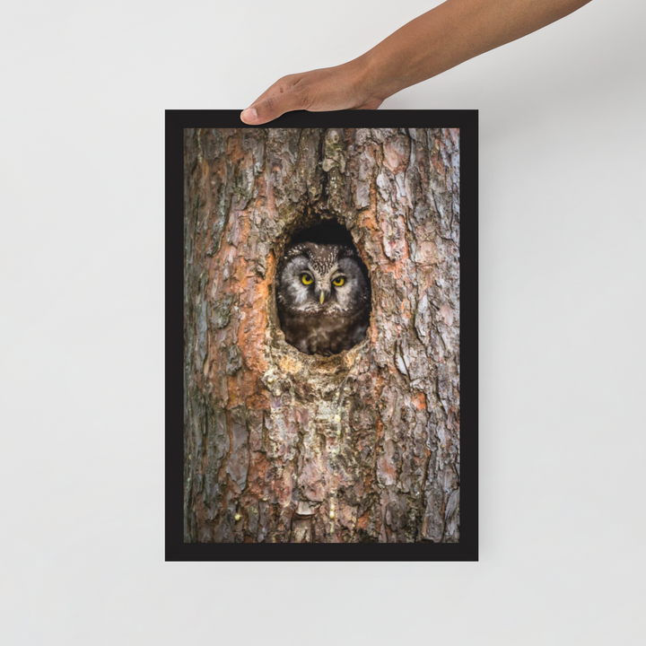 Woodland Hideaway - Owl Peering from the Tree - Framed Print