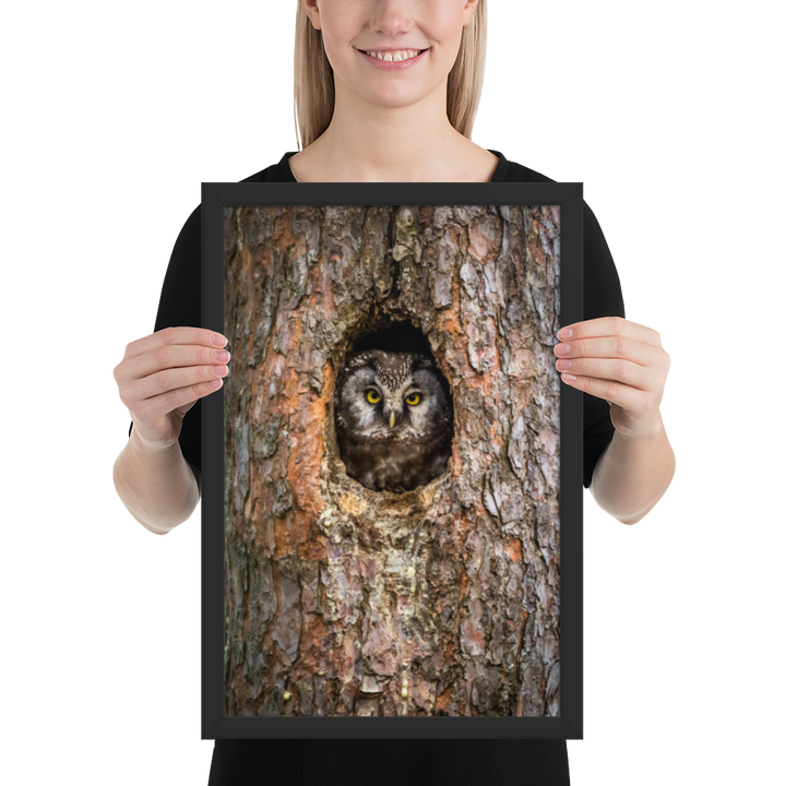 Woodland Hideaway - Owl Peering from the Tree - Framed Print