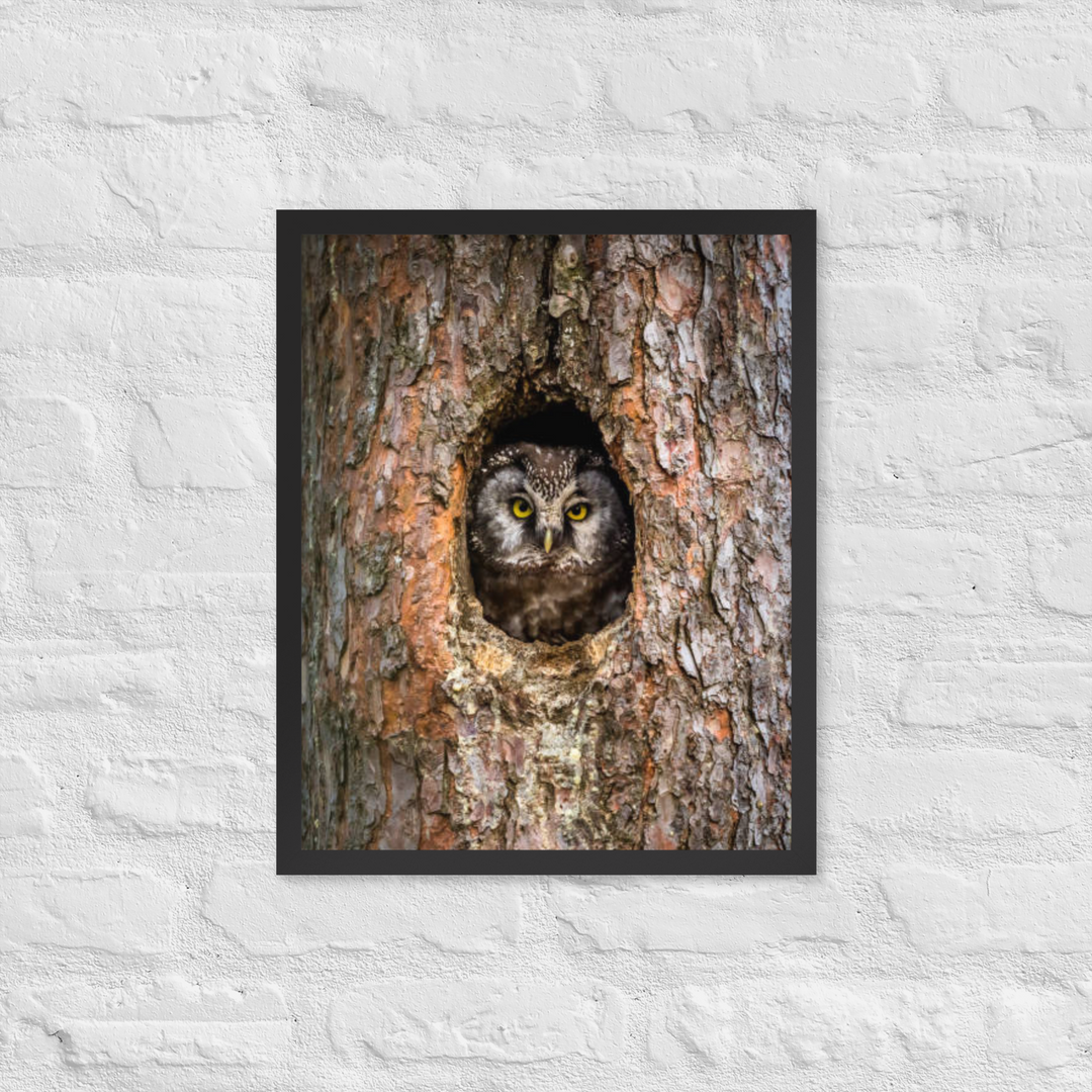 Woodland Hideaway - Owl Peering from the Tree - Framed Print