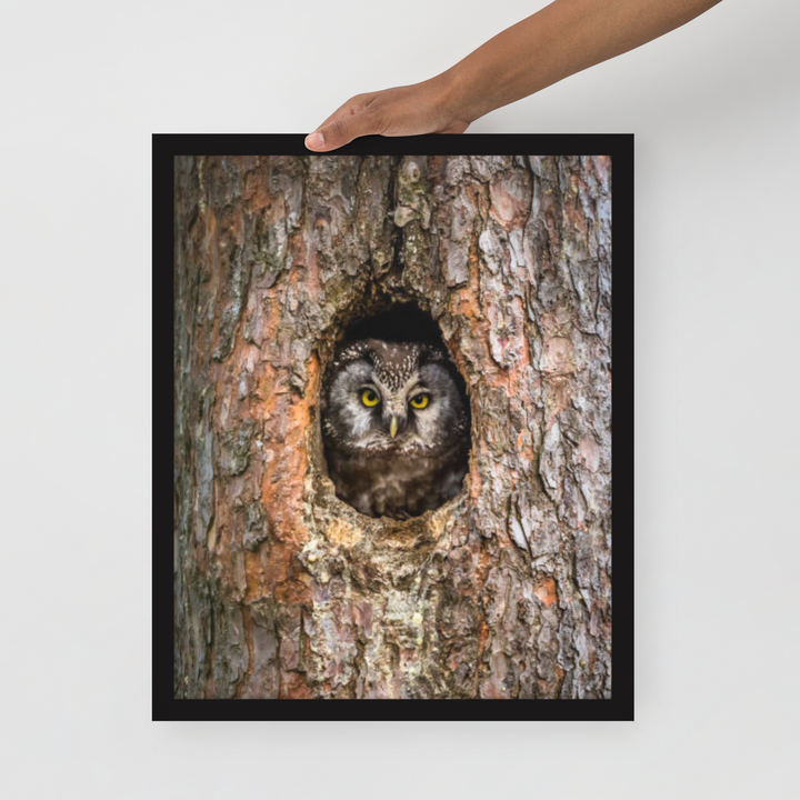 Woodland Hideaway - Owl Peering from the Tree - Framed Print