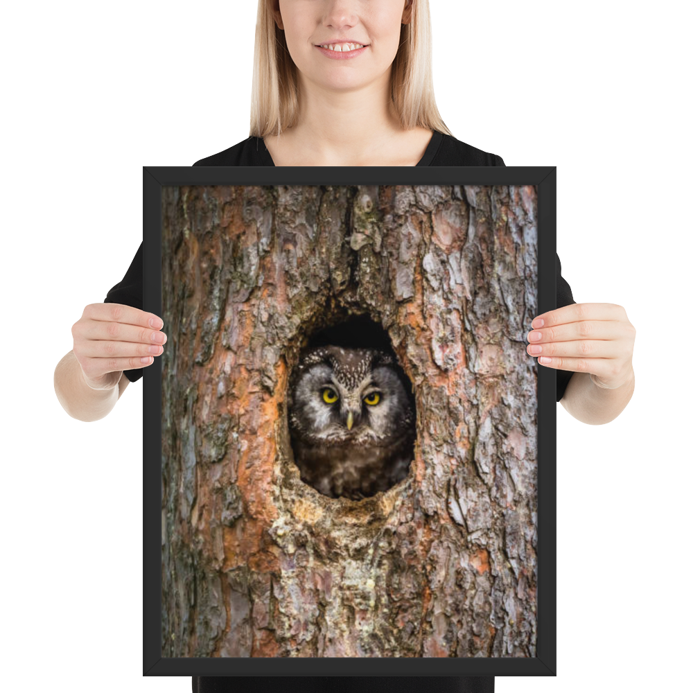 Woodland Hideaway - Owl Peering from the Tree - Framed Print