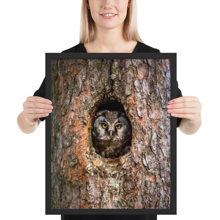 Woodland Hideaway - Owl Peering from the Tree - Framed Print