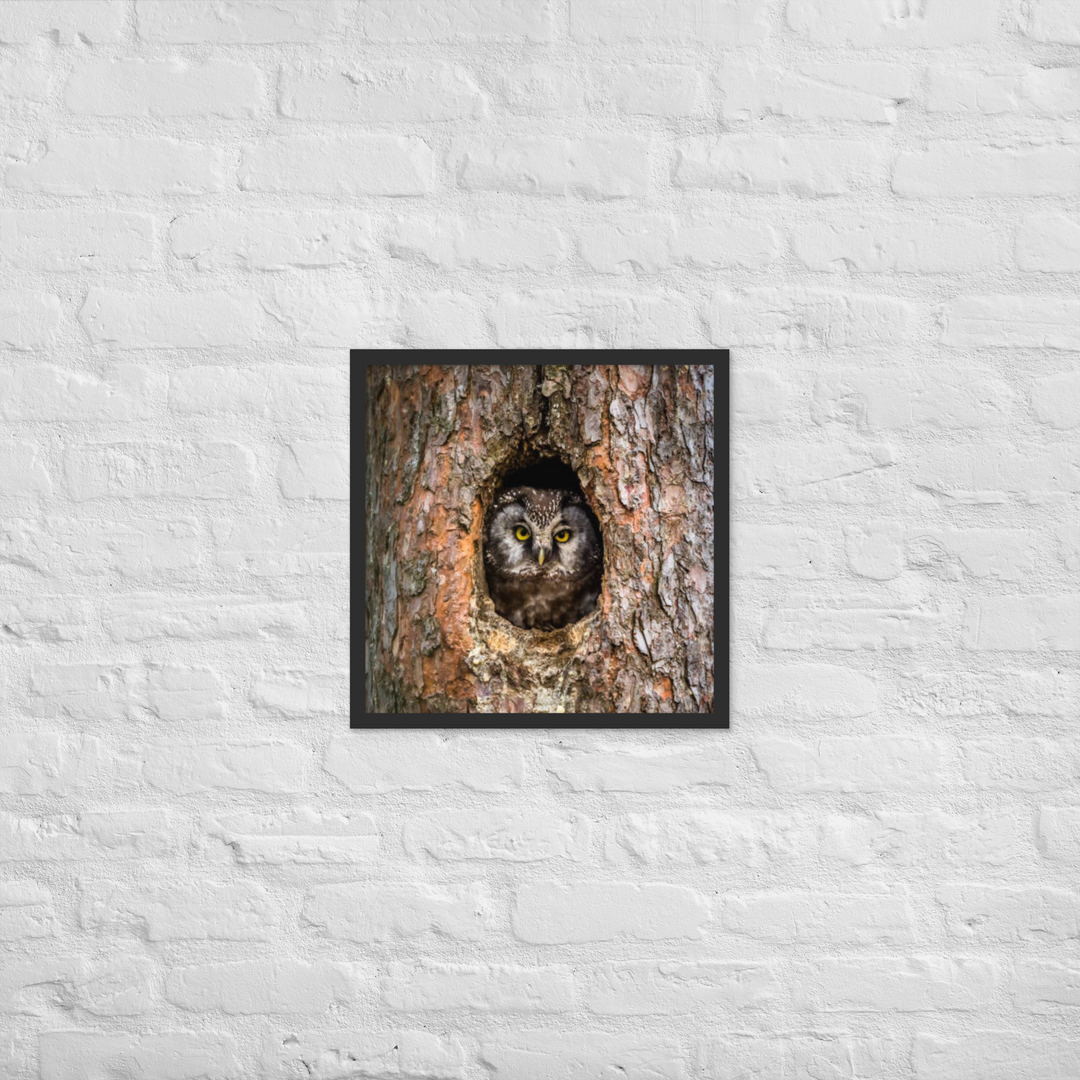 Woodland Hideaway - Owl Peering from the Tree - Framed Print