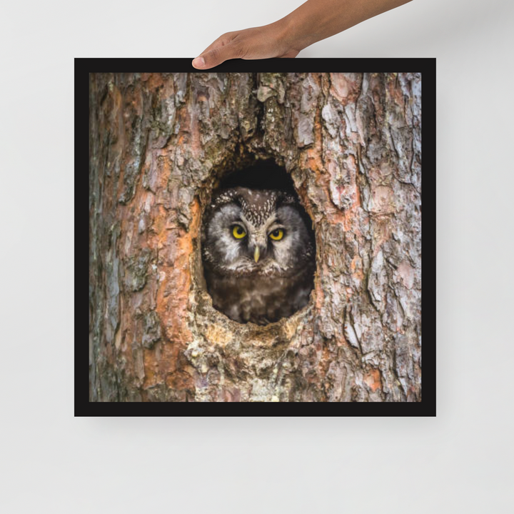 Woodland Hideaway - Owl Peering from the Tree - Framed Print