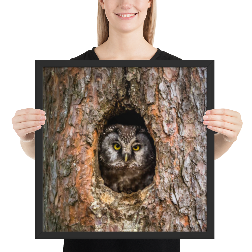 Woodland Hideaway - Owl Peering from the Tree - Framed Print