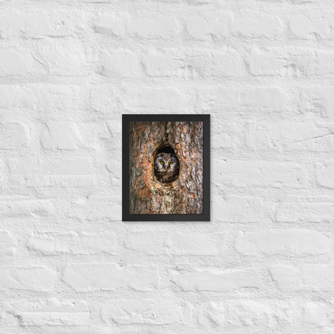 Woodland Hideaway - Owl Peering from the Tree - Framed Print