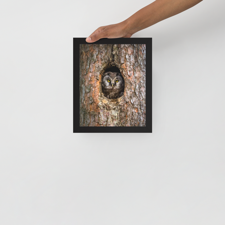 Woodland Hideaway - Owl Peering from the Tree - Framed Print