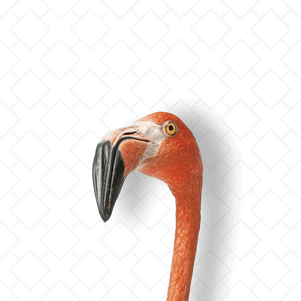 Suspicious Flamingo - Beakaboo - Framed Canvas