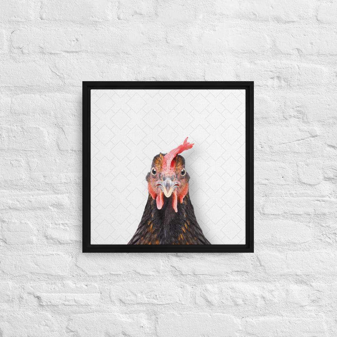 Focused Rooster - Beakaboo - Framed Canvas