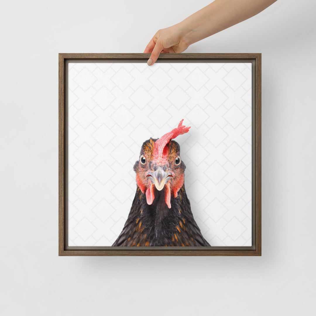 Focused Rooster - Beakaboo - Framed Canvas