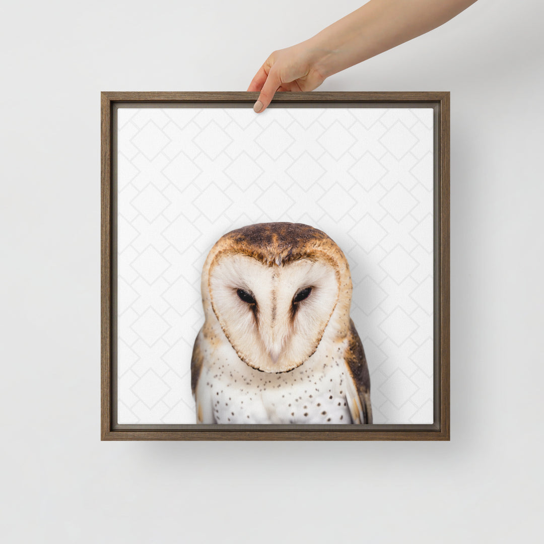 Gentle Barn Owl - Beakaboo - Framed Canvas