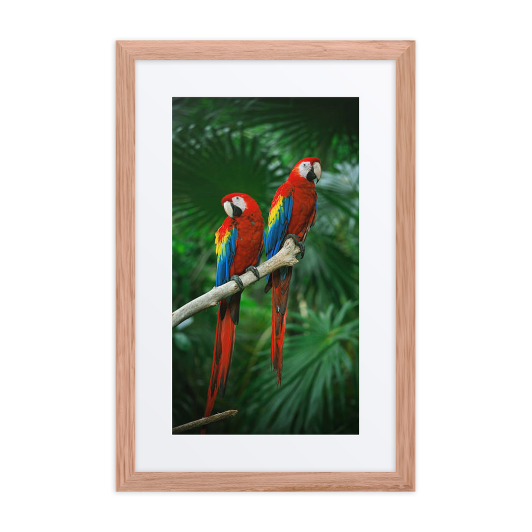 Pair of Scarlet Macaws Perched in Tropical Splendor