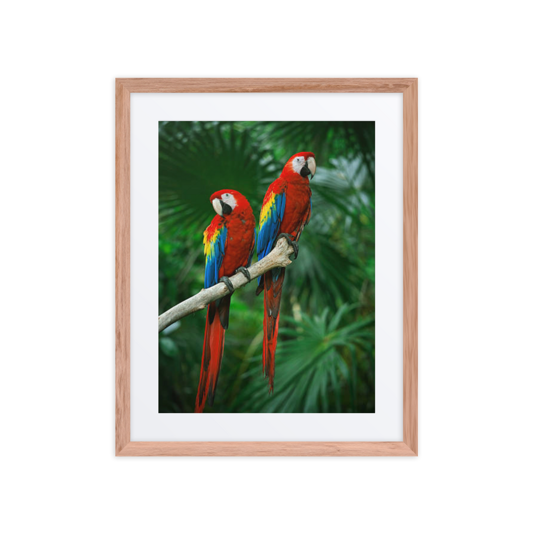 Pair of Scarlet Macaws Perched in Tropical Splendor