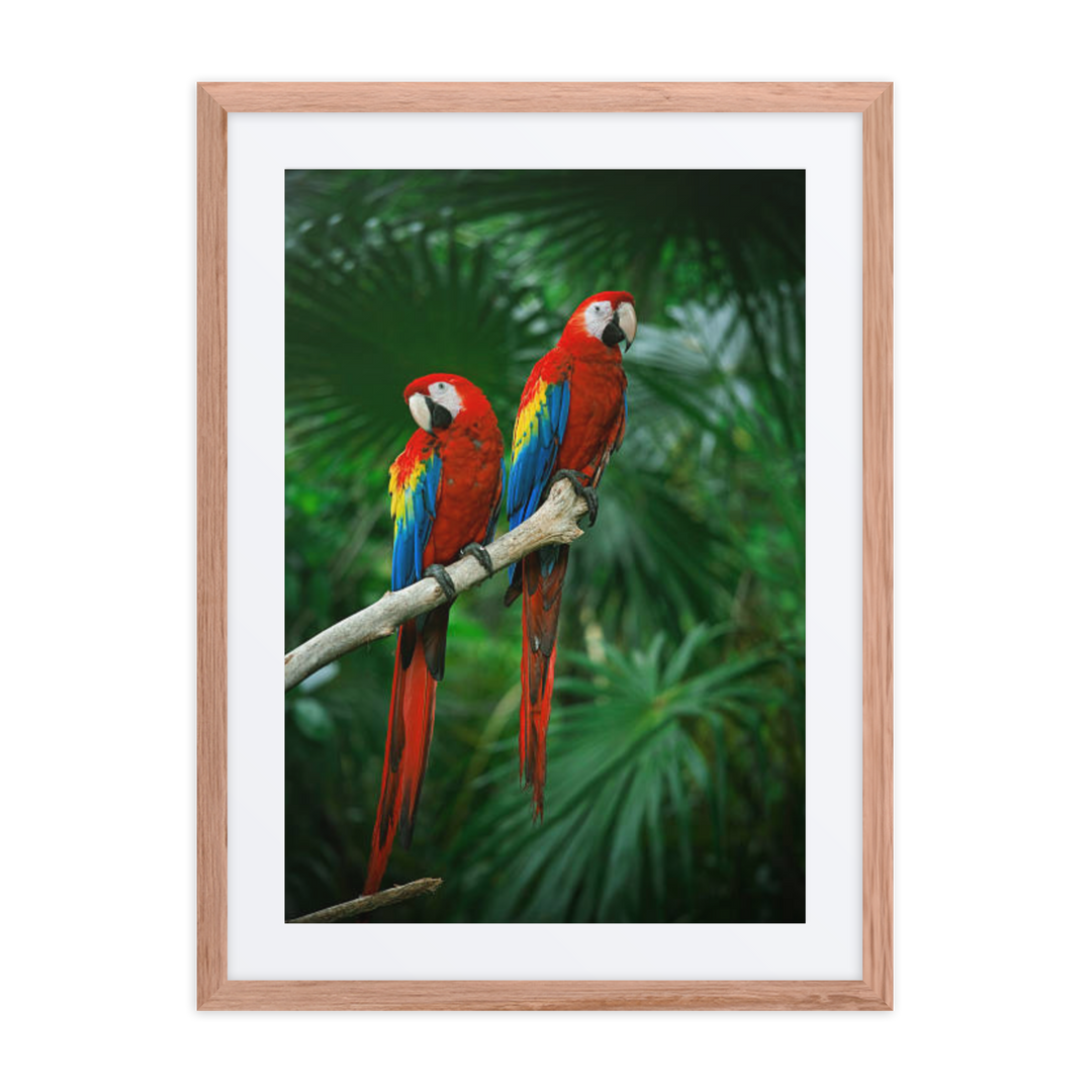 Pair of Scarlet Macaws Perched in Tropical Splendor