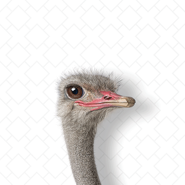 Intrigued Ostrich - Beakaboo - Framed Canvas