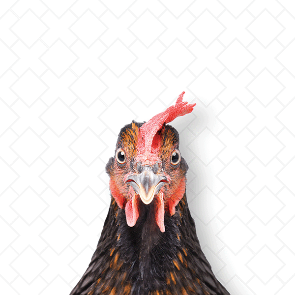 Focused Rooster - Beakaboo - Framed Canvas